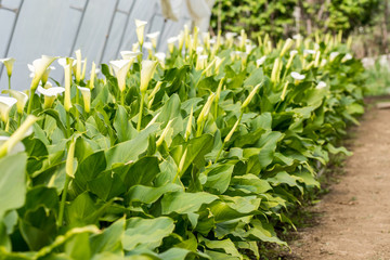 Obraz premium White calla flowers blossom in the greenhouse garden