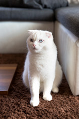 white british scottish cat sitting in the room and look to the side