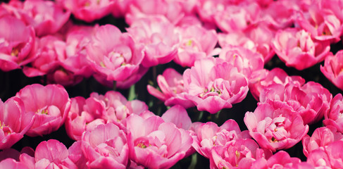 Pink tulips field