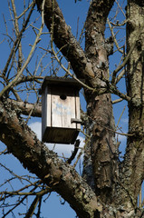 nistkasten in einem obstbaum