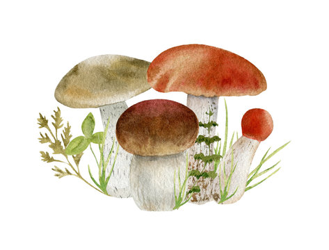 watercolor clipart of mushrooms