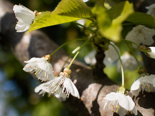 Kirschblüte