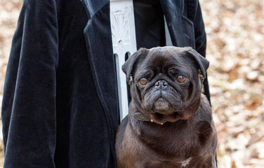 A black pug / A black pug sits on a white chair in the forest 