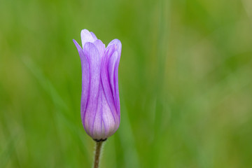 Springtime. Macro shot of a purple grecian windflower with green background.