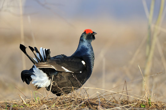 Male Black grouse at courtship place