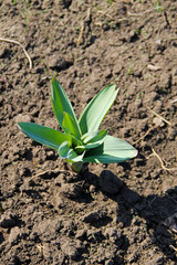 Green rocambole plant in garden