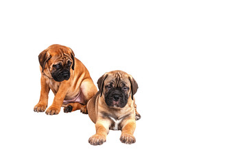 Obraz premium Staffordshire Bull Terrier, 3 months old with red collar, isolated on white