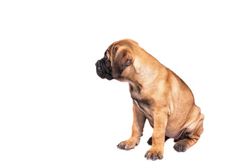 Staffordshire Bull Terrier, 3 months old with red collar, isolated on white