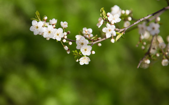 Branch of blooming cherry tree