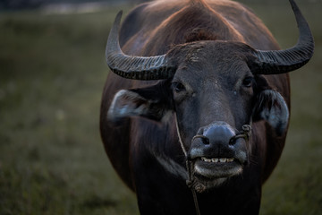 Water buffalo closeup