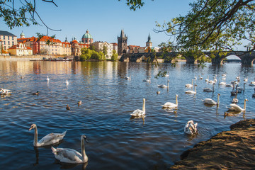 Prague. Image of Charles Bridge in Prague with swans in the foreground.
