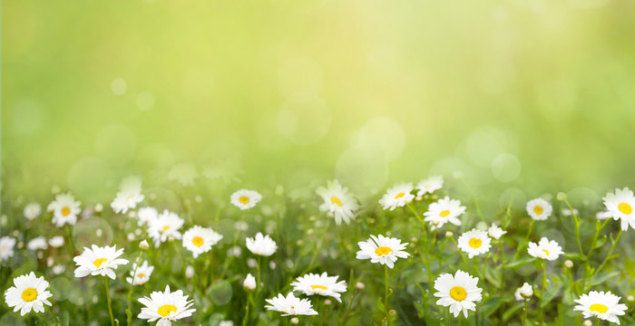 Nature Summer Wallpaper with blossoming daisy