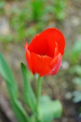 A single red tulip flower growing in the garden in the spring