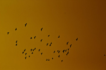 Birds are flying and sunrise sky