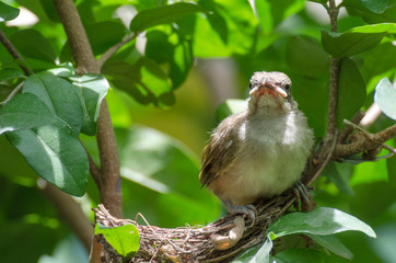 little bird open mount waiting for food from mother in nest on green tree, soft focus, selective focus, copy space.
