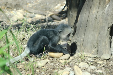 Tierbaby: ein junger Bärenstummelaffe (Weißbartstummelaffe)