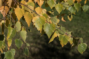 Birke Laub Bl&auml;tter Herbst Zweig