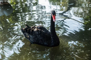 Garden poster Swan Black swan