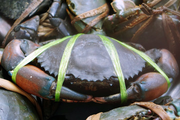 Fresh Black Crab or Serrated Mud Crabs are tied preparing to sell on the market.