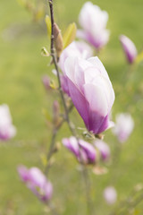 magnolienblüten im frühjahr, 
