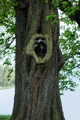 baum mit loch