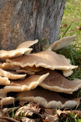 Layers of mushrooms grow on an old, rotting tree stump.