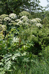 giant hogweed (Heracleum mantegazzianum)