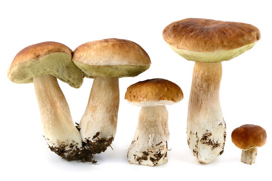 fresh penny bun  mushrooms on white isolated background