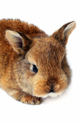 Little bunny head on white background