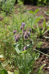 Borretsch im Nutzgarten