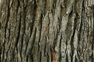 Texture Oak bark