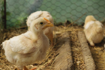 young chicken baby chick