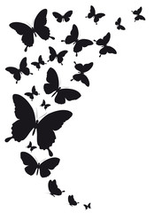 black butterfly, isolated on a white