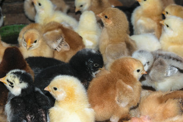 group of newly hatched domestic chicks