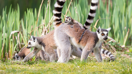 Ring-tailed lemur