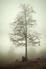 Tall leafless tree as seen through the thick fog on a late autumn day 