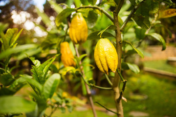 Beautiful Citrus medica fruit in monastery Chua Truc Lam Dalat, Vietnam