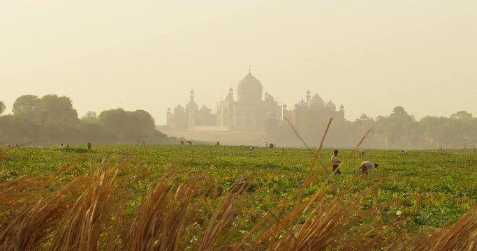 Kakri (Indian Cucumber), and Ghiya (Bottle Gourd) farmers work with the Taj Mahal