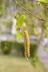 Birch twig with catkins background in spring