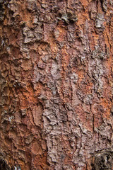 Texture of red pine bark Tree
