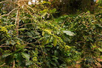 Obraz premium Coffee plantation in Da Lat, Vietnam