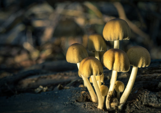 Goldene Pilze