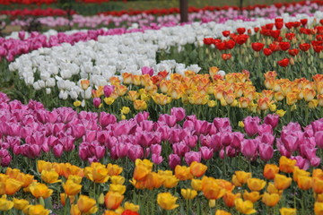 馬見丘陵公園のチューリップ