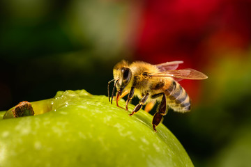 Honey bee sitting on an apple.