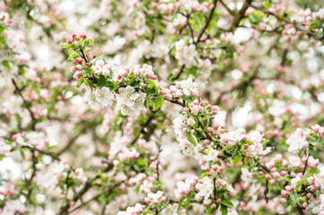 Blossoming of apple tree. Spring flowers