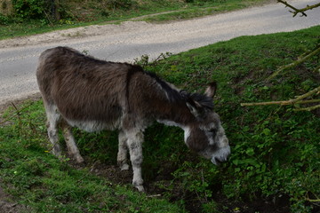 Naklejka na ściany i meble New Forest Donkey Hampshire UK