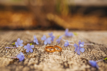 Obraz na płótnie Canvas Wedding rings on flowers. Wedding in Montenegro