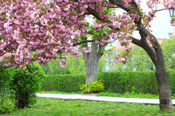 Pink sakura blossom in Uzhgorod, Ukraine