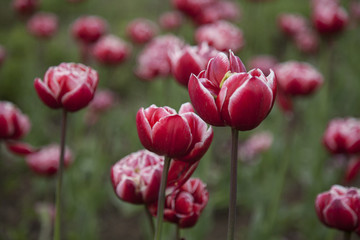 Fototapeta premium beautiful view of red tulips in garden
