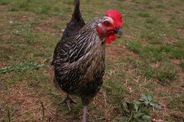 chicken